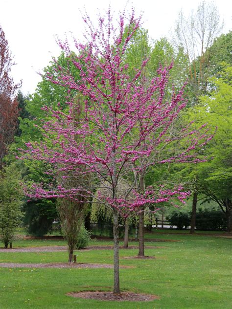 Pink Pom Poms Redbud J Frank Schmidt Son Co