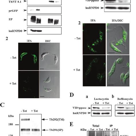 A1 Level Of 7SL RNA In Cells Carrying The SP GFP TM Reporter RNA Was