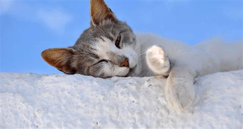 Emmener son chat en vacances ou le laisser à la maison