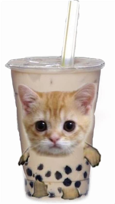 Cat In Boba In 2023 Cats Tea Wallpaper Tea Funny