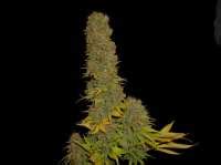 Haze Heaven De Soma Seeds Info De Variedad