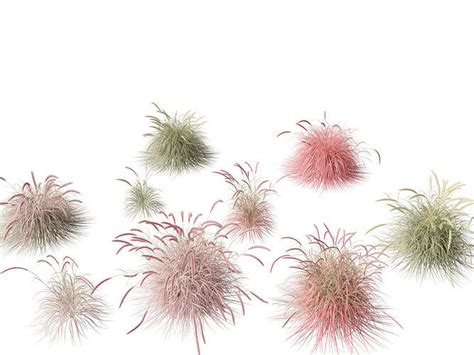 Pennisetum Setaceum Cherry Sparkler Fountain Grass D Model Cgtrader