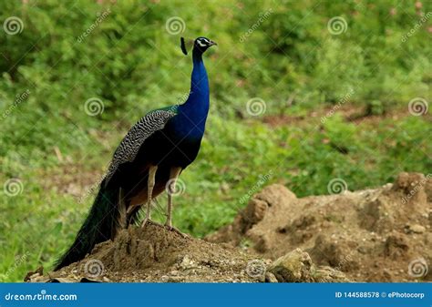 Peacock Pavo Cristatus Bandipur National Park Karnataka India Stock