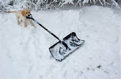 Gallery For Funny Snow Shoveling Pictures