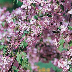 Louisa Crabapple – Kahnke's Tree Farm