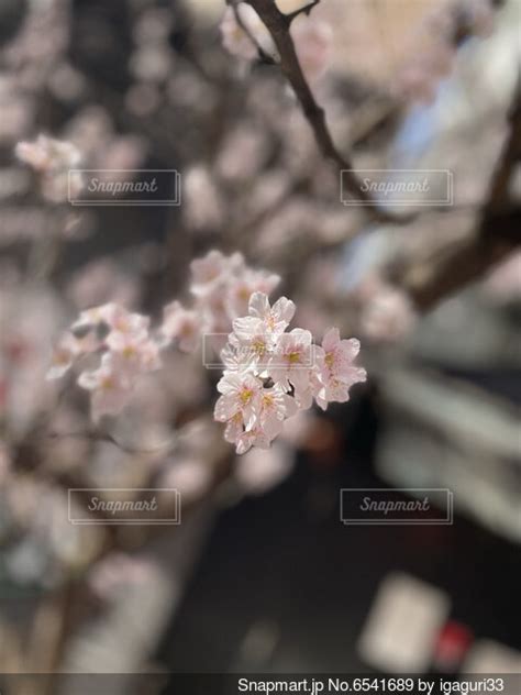 桜のクローズアップの写真・画像素材 6541689 Snapmart（スナップマート）