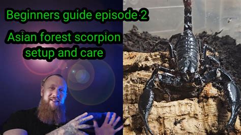 Beginners Guide Ep 2 Asian Forest Scorpion Setup YouTube