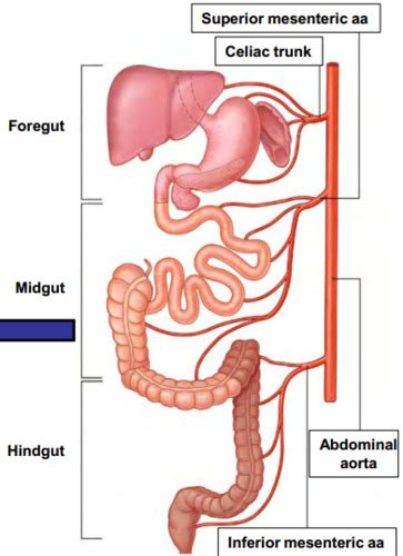 Foregut Abdominal Cavity Flashcards Quizlet