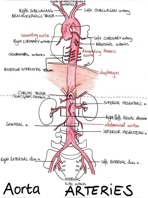 Branches Of Aorta In Abdomen - RYZE Superfoods