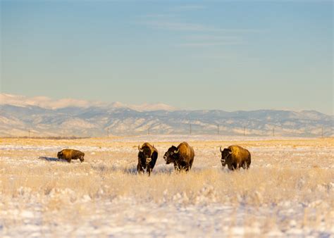 Bison Rocky Mountain Arsenal National Wildlife Refuge Michael