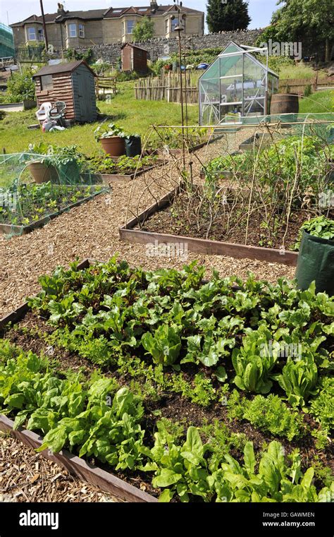 Lettuce Salad Leaves And Herbs Grow On The Ashley Vale Allotments