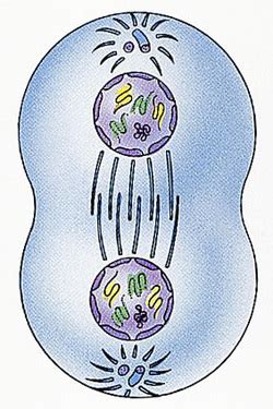 Telophase - Mitosis