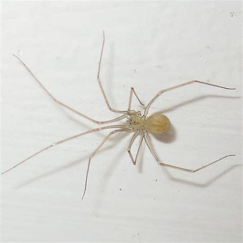 Shortbodied Cellar Spider Spermophora Senoculata Bugguidenet