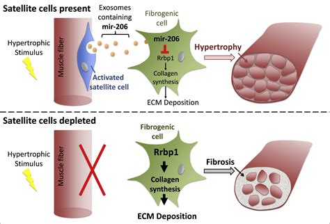 Exosomal Small Talk Carries Strong Messages From Muscle Stem Cells