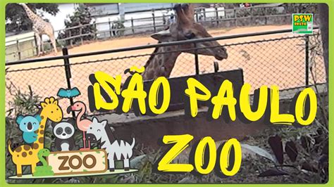 Zoológico De São Paulo Youtube