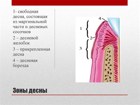 Пародонт - презентация онлайн