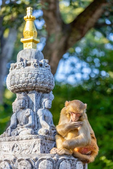 Monkey In The Monkey Temple In Kathmandu Stock Image Image Of