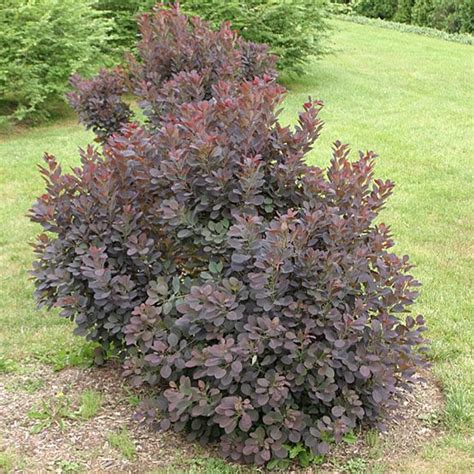 Common Smoketree (Cotinus coggygria) | Growing in my garden | Pintere…