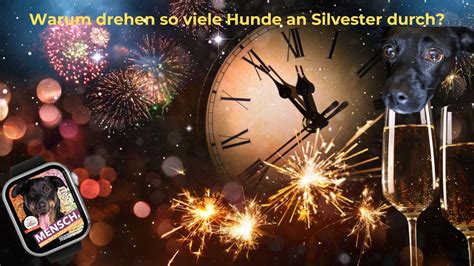 Episode Wieso Drehen So Viele Hunde An Silvester Durch