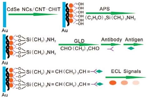 Fabricating Steps Of The Ecl Immunosensor Reprinted From Ref