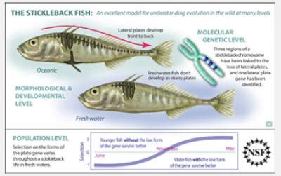 Fitness in a changing world: The genetics and adaptations of the ...