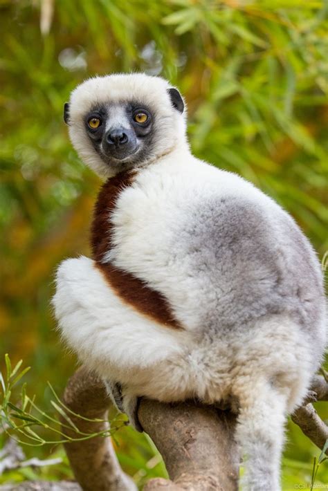 Lemur Park, Madagascar