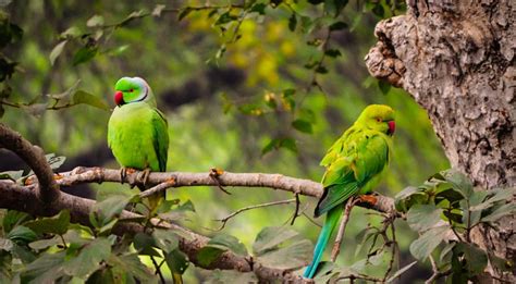 Bharatpur Bird Sanctuary Keoladeo National Park Rajasthan