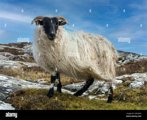 One Scottish Sheep Ewe With Black Face Horns And Long Shaggy White