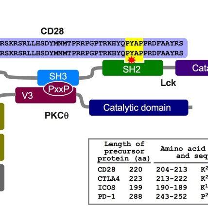 A schematic model of the CD28 Lck PKCθ tri partite complex formed in