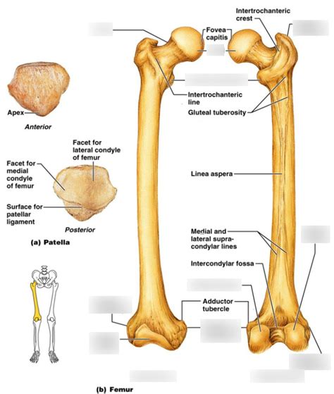 Anat Phys Appendicular Skeleton Bony Marking Femur Diagram Quizlet