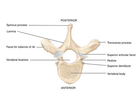 Thoracic Vertebra Labeled