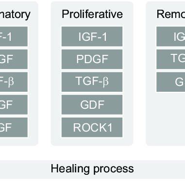 A proposed process of tendon healing based on previous studies. The... | Download Scientific Diagram