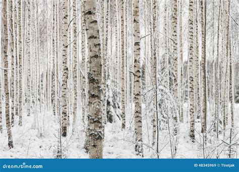 Close Up Of A Birch Wood In Winter In Finland Stock Image Image Of