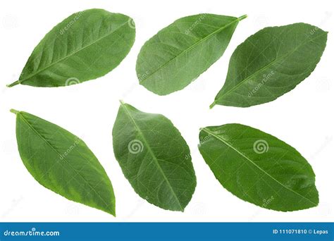 Citrus Fruit Leaf Collection Stock Photo Image Of Plant Color 111071810