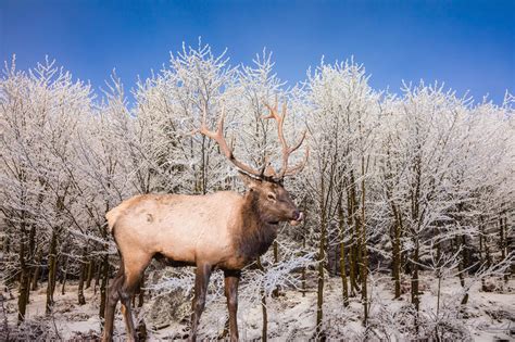 Red Deer Antlered On Edge Of The Forest Stock Image Image Of Cold