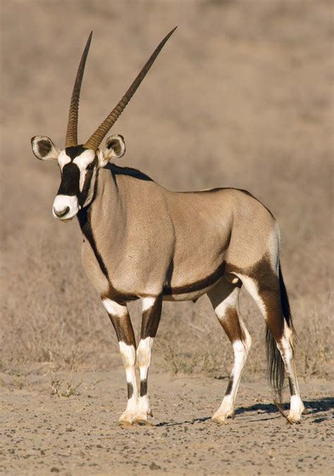 Oryx African Antelope Horned Mammal And Endangered Species Britannica