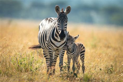 The 13 Most Iconic Animals In Africa And Where To Find Them Wildest