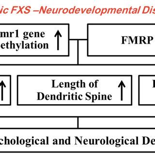 Diagram of transcription and translation of the Fmr1 gene [47-49]. FXS ...