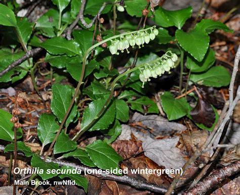 Gallery - Orthilia secunda (one-sided wintergreen) - Flora of ...