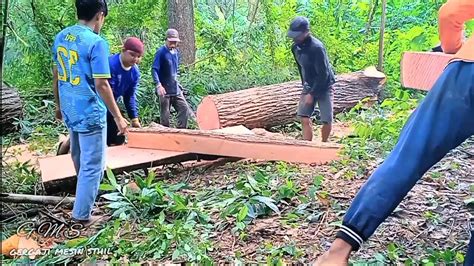 Kayu Mahoni Bahan Rumah Jawa Di Rajang Gergaji Mesin Serkel Rakitan