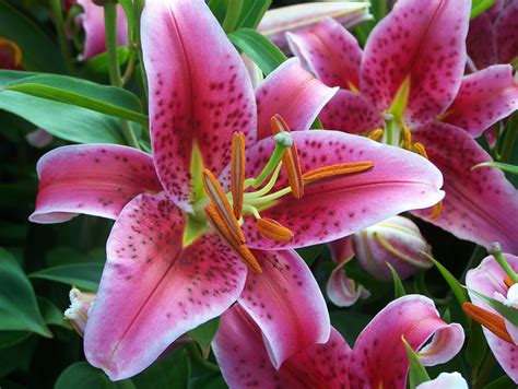 Decoración Fácil FLORES PARA ABRIL EL LILIUM