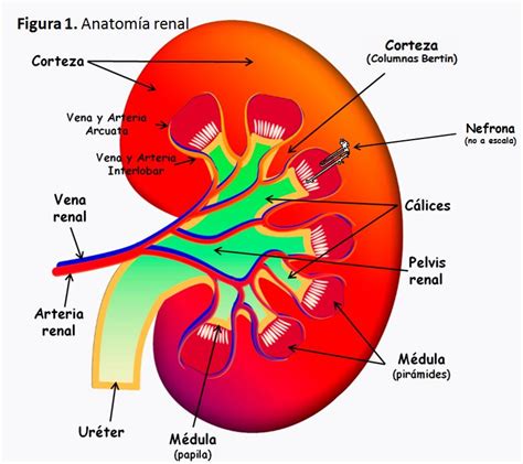 Anatomia Y Fisiologia Del Rinon Rinon Sistema Urinario Images The