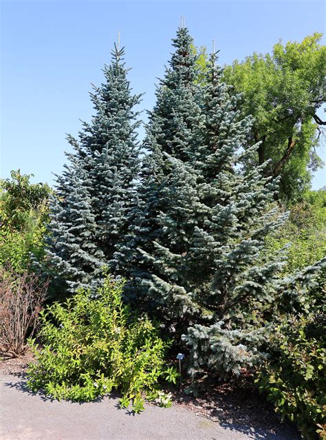 Blue Spruce Tree Care Guide