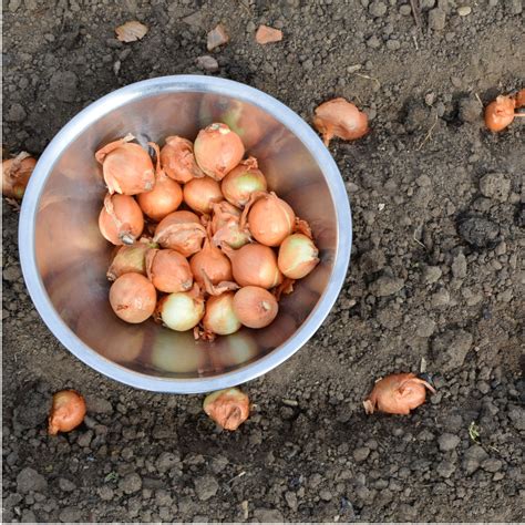 How To Plant Onions In The Fall Grow Your Best Onions Ever