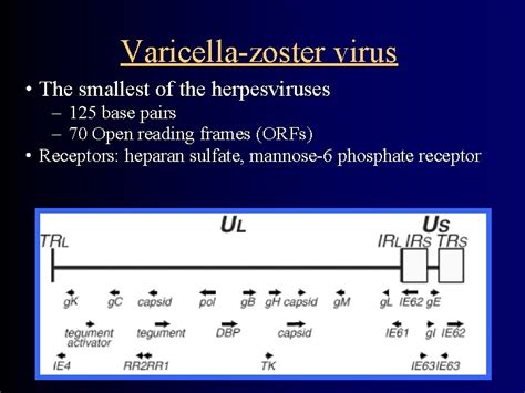 Common Features Of Herpesviruses Morphology Basic Mode Of