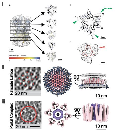 生命学院李赛团队合作公布首个猴痘病毒的冷冻电镜照片和病毒粒子结构 清华大学