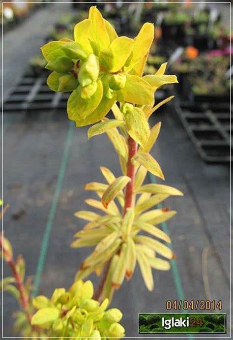 Euphorbia Amygdaloides Purpurea Euphorbia Amygdaloides Var Rubra