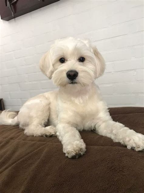 Adorable Mascota Copito En Peluquer A De Perros Cortes De Pelo