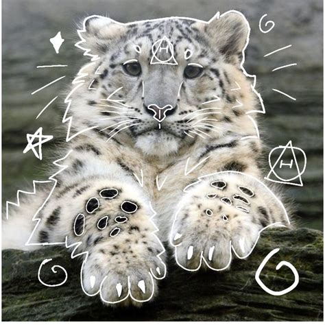 Snow leopard therian pfp! | Snow leopard, Cute little animals, Baby leopard