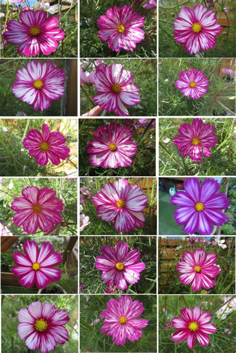 Solve Collage Of My Cosmos Aka Cosmea Flowers Jigsaw Puzzle Online With